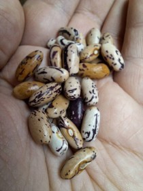 Anellino di Trento bab - bokorbab - zöldbab, Phaseolus vulgaris, hüvelyes